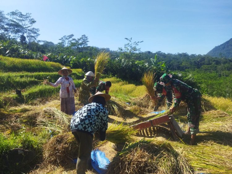 Sukseskan Ketahanan Pangan, Babinsa Koramil 04/Karangkobar Bantu Petani Panen Padi