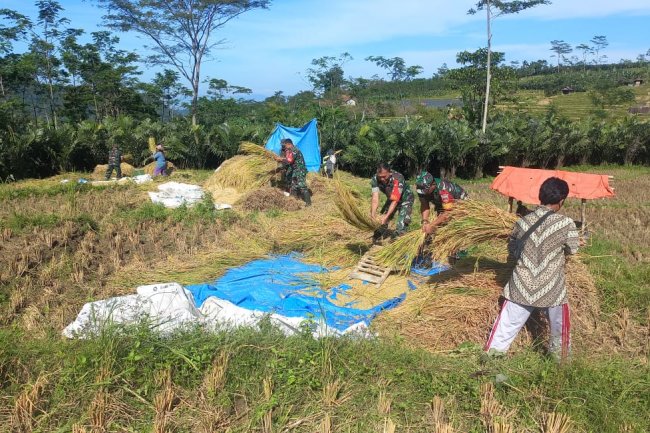 Guyub dan Kompak, Babinsa Koramil 04/Karangkobar Bantu Petani  Panen Padi di Desa Binaan