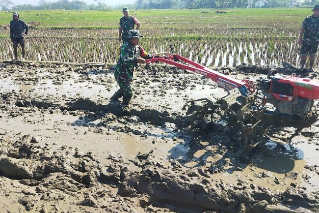 Mendukung Program Swasembada Pangan Babinsa Bantu Bajak Sawah Milik Warga
