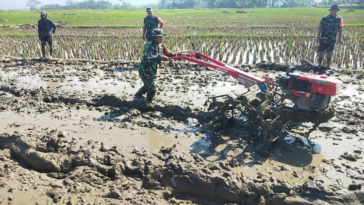 Mendukung Program Swasembada Pangan Babinsa Bantu Bajak Sawah Milik Warga
