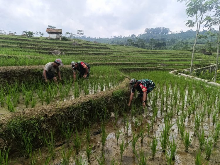Babinsa Koramil 04/Karangkobar Bantu Petani Bersihkan Rumput Pada Tanaman Padi