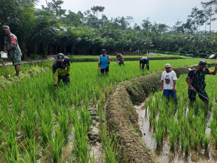 Babinsa Koramil 04/Karangkobar Bantu Petani Melaksankan Pemupukan Dan Penyemprotan  Tanaman Padi