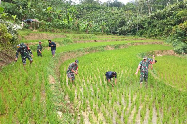 Sinegeritas TNI Dengan Petani Dalam Meningkatkan Ketahanan Pangan Di Wilayah