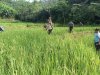 Babinsa Koramil 04/Karangkobar Bantu Pok Tan  Penyemprotan Padi Di Desa Jlegong