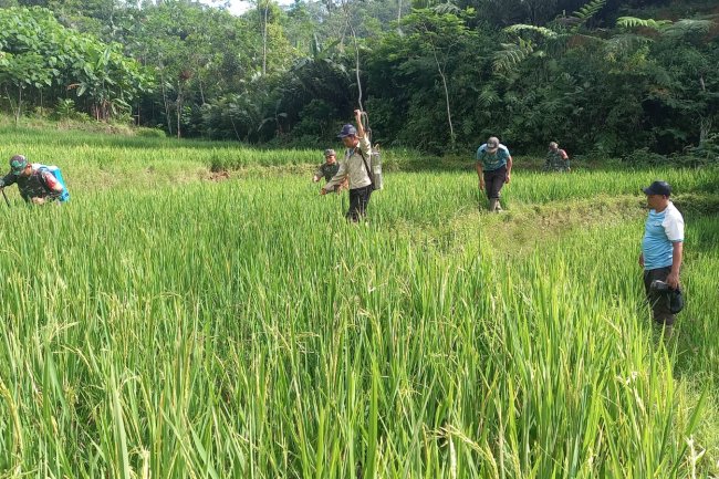 Babinsa Koramil 04/Karangkobar Bantu Pok Tan  Penyemprotan Padi Di Desa Jlegong