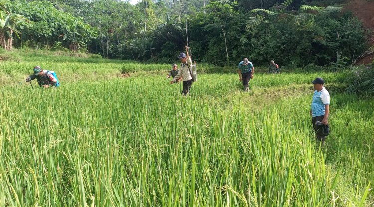 Babinsa Koramil 04/Karangkobar Bantu Pok Tan  Penyemprotan Padi Di Desa Jlegong